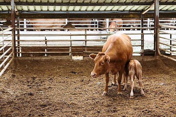 포토 JPG 주간 동물 두마리 사람없음 야외 목장 소 어미 한우 송아지 축산자조금연합 신선에너지우리축산 국내포토 자연요소 새끼 캠페인 2 포유류 소고기 동맹 파일형식