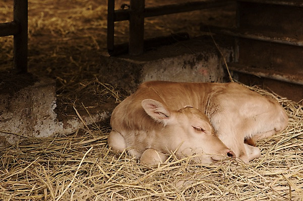 포토 JPG 주간 동물 한마리 사람없음 야외 목장 소 한우 송아지 축산자조금연합 신선에너지우리축산 국내포토 자연요소 1 새끼 캠페인 포유류 소고기 동맹 파일형식
