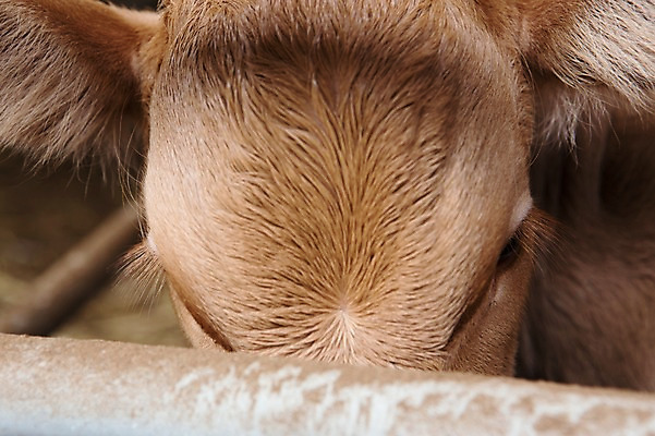 포토 JPG 주간 동물 한마리 사람없음 야외 목장 소 한우 축산자조금연합 신선에너지우리축산 국내포토 자연요소 1 캠페인 포유류 소고기 동맹 파일형식