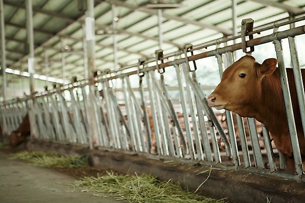 포토 JPG 주간 동물 한마리 사람없음 야외 목장 소 한우 축산자조금연합 신선에너지우리축산 국내포토 자연요소 1 캠페인 포유류 소고기 동맹 파일형식