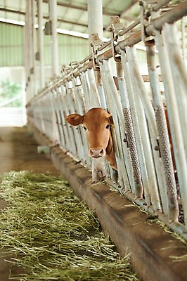 포토 JPG 주간 동물 한마리 사람없음 야외 목장 소 한우 축산자조금연합 신선에너지우리축산 국내포토 자연요소 1 캠페인 포유류 소고기 동맹 파일형식