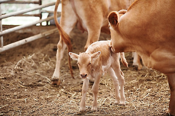 포토 JPG 주간 동물 세마리 사람없음 야외 목장 소 어미 한우 송아지 축산자조금연합 신선에너지우리축산 국내포토 자연요소 새끼 캠페인 포유류 3 소고기 동맹 파일형식