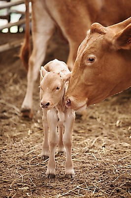 포토 JPG 주간 동물 세마리 사람없음 야외 목장 소 어미 한우 송아지 축산자조금연합 신선에너지우리축산 국내포토 자연요소 새끼 캠페인 포유류 3 소고기 동맹 파일형식