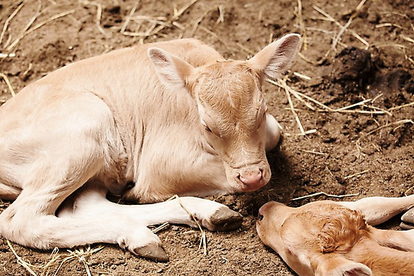 포토 JPG 주간 동물 두마리 사람없음 야외 목장 소 한우 송아지 축산자조금연합 신선에너지우리축산 국내포토 자연요소 새끼 캠페인 2 포유류 소고기 동맹 파일형식