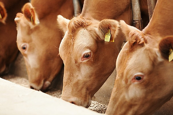 포토 JPG 주간 동물 여러마리 사람없음 야외 목장 소 먹이 먹기 한우 축산자조금연합 신선에너지우리축산 국내포토 자연요소 캠페인 다수 포유류 모션 소고기 동맹 파일형식
