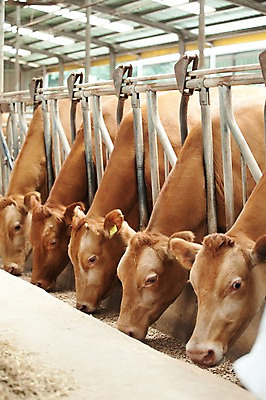 포토 JPG 주간 동물 여러마리 사람없음 야외 목장 소 먹이 먹기 한우 축산자조금연합 신선에너지우리축산 국내포토 자연요소 캠페인 다수 포유류 모션 소고기 동맹 파일형식
