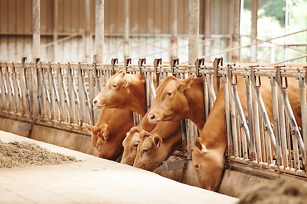 포토 JPG 주간 동물 여러마리 사람없음 야외 목장 소 먹이 먹기 한우 축산자조금연합 신선에너지우리축산 국내포토 자연요소 캠페인 다수 포유류 모션 소고기 동맹 파일형식