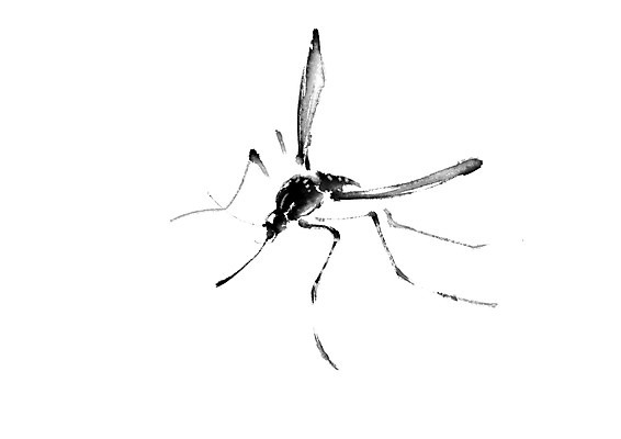 PSD 동물 한마리 일러스트 캘리그라피 사람없음 모기 국내일러스트 1 해충 파일형식