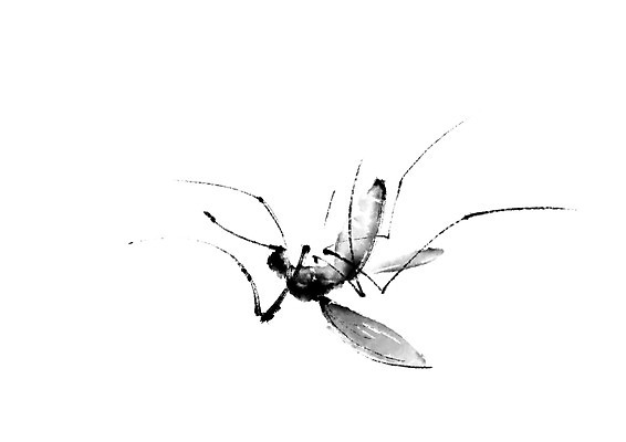 PSD 동물 한마리 일러스트 캘리그라피 사람없음 모기 국내일러스트 1 해충 파일형식