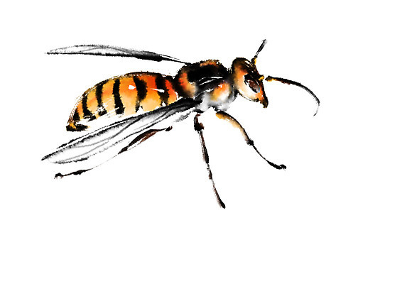 PSD 동물 한마리 일러스트 캘리그라피 사람없음 꿀벌 벌 국내일러스트 1 곤충 벌_곤충 파일형식