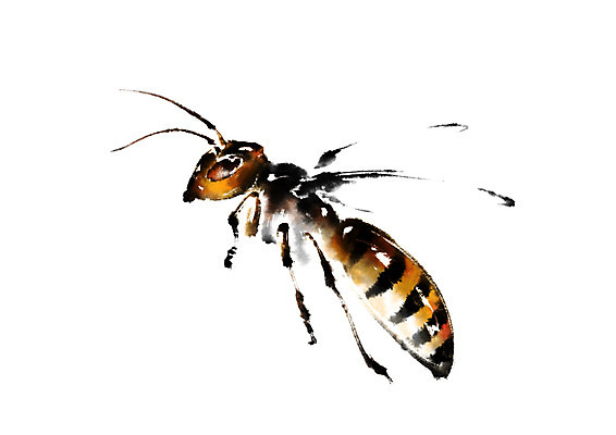 PSD 동물 한마리 일러스트 캘리그라피 사람없음 꿀벌 벌 국내일러스트 1 곤충 벌_곤충 파일형식