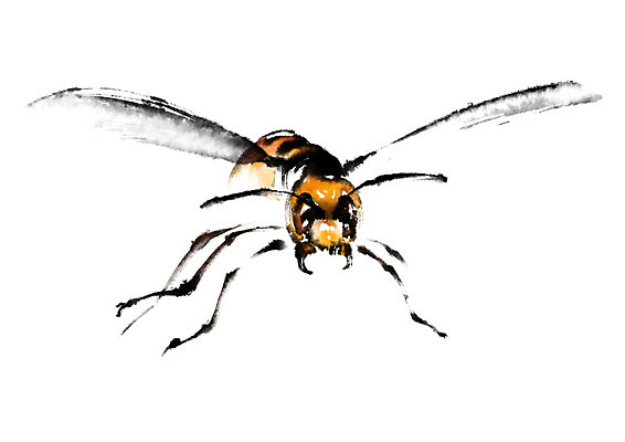 PSD 동물 한마리 일러스트 캘리그라피 사람없음 꿀벌 벌 국내일러스트 1 곤충 벌_곤충 파일형식