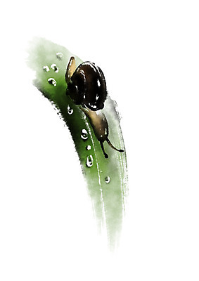 PSD 식물 동물 한마리 일러스트 캘리그라피 나뭇잎 사람없음 물방울 이슬 달팽이 국내일러스트 1 잎 연체동물 파일형식