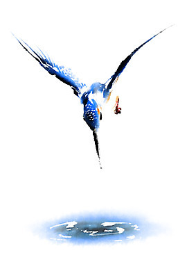 PSD 동물 한마리 일러스트 캘리그라피 조류 사람없음 물 비행 웅덩이 물총새 국내일러스트 자연요소 1 파일형식