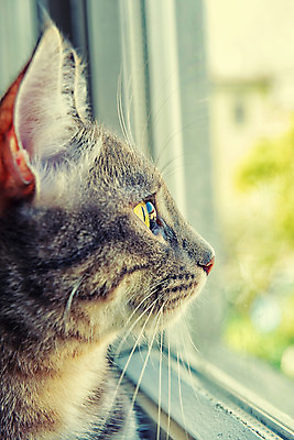 포토 JPG 해외이미지 동물 창문 표정 사람없음 반려동물 고양이 해외202004 해외포토 포유류 파일형식 이미지허브