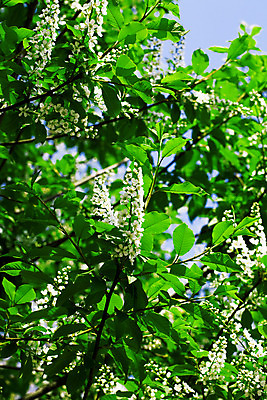 포토 JPG 해외이미지 나무 식물 계절 꽃 줄기 백그라운드 잎 꽃무늬 패턴 자연 추상 사람없음 야외 장식 초록색 햇빛 환경 정원 화목 침묵 봄 활발 젖음 성장 벚꽃 흰색 나뭇가지 시골 신선 화려 숲 허브 깊이 해외202004 해외포토 컬러 컨셉 무늬 태양 소리 생태계 파일형식 이미지허브