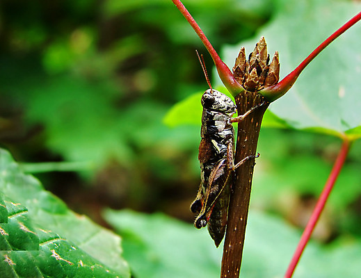 포토 JPG 해외이미지 나무 식물 동물 곤충 잎 절지류 자연 안테나 사람없음 빨간색 초록색 갈색 새싹 정원 봄 나뭇가지 닫기 벌레 숲 묘사 귀뚜라미 동물상 해외202004 해외포토 계절 컬러 통신 모션 조형물 생태계 파일형식 이미지허브