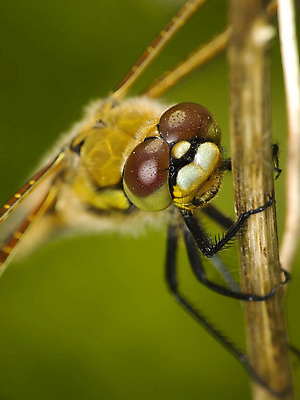 포토 JPG 해외이미지 동물 야생동물 곤충 자연 사람없음 머리 잠자리 육식동물 해외202004 해외포토 신체부위 생태계 파일형식 이미지허브
