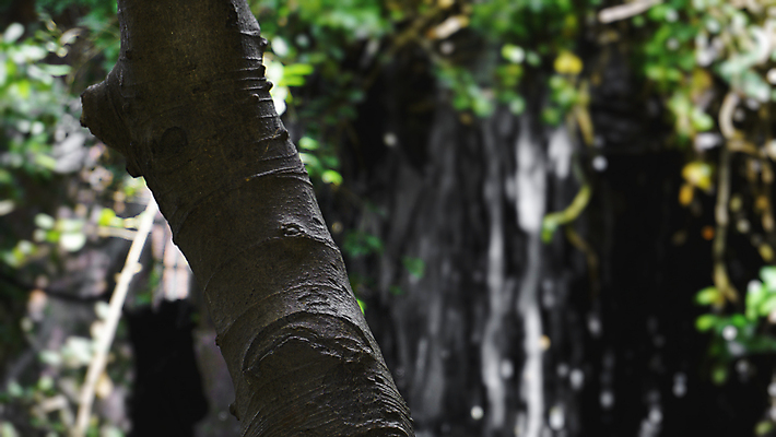 포토 JPG 해외이미지 나무 식물 공원 여행 백그라운드 잎 모션 태국 자연 산 어류 풍경 사람없음 야외 초록색 물 여름 강 환경 봄 활발 폭포 젖음 흐름 가을 바위 신선 개울 숲 실크 내추럴 전국 해외202004 해외포토 자연요소 계절 공공시설 아시아 컬러 컨셉 수중동물 돌_바위 직물 생태계 파일형식 이미지허브