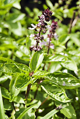 포토 JPG 해외이미지 식물 줄기 잎 재료 자연 사람없음 초록색 건강관리 흰색 나뭇가지 약초 허브 향신료 향기 아로마테라피 바질 영원 해외202004 해외포토 나무 컬러 건강 관리 풀_식물 생태계 냄새 테라피 향미료 파일형식 이미지허브