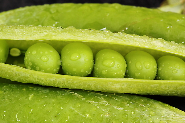 포토 JPG 해외이미지 음식 다이어트 채소 건강 사람없음 초록색 성장 맛 완두콩 꼬투리 식용 해외202004 해외포토 컬러 컨셉 콩 파일형식 이미지허브