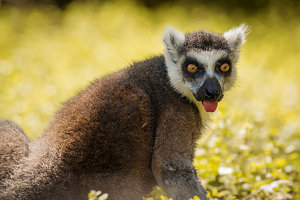 포토 JPG 해외이미지 나무 동물 응시 얼굴 야생동물 백그라운드 포유류 가족 아프리카 자연 털 동물원 사람없음 야외 검은색 줄무늬 흰색 원숭이 아기 관찰 숲 모피 꼬리 솜털 마다가스카르 여우원숭이 카피스페이스 해외202004 해외포토 식물 시선 나라 컬러 무늬 관계 모션 사람 신체부위 공백 생태계 파일형식 이미지허브