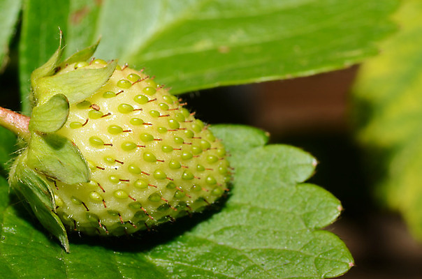 포토 JPG 해외이미지 라이프스타일 열매 음식 잎 과일 자연 딸기 디저트 건강 사람없음 빨간색 초록색 물 빛 활발 에너지 물방울 신선 액체 그룹 달콤 맛 날씬함 상쾌 날것 숙성 해외202004 해외포토 자연요소 식물 감정 컬러 컨셉 생활 몸매 생태계 파일형식 이미지허브