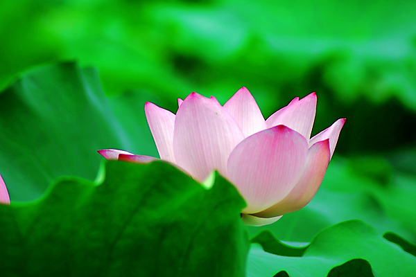 포토 JPG 해외이미지 연꽃 사람없음 눈송이 감사 해외202004 해외포토 꽃 감정 눈_날씨 파일형식 이미지허브