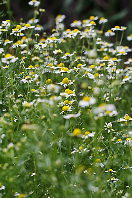 포토 JPG 해외이미지 식물 꽃잎 꽃 분홍색 꽃다발 꽃무늬 자연 사람 사람없음 빨간색 머리 봄 튤립 벚꽃 개화 우아함 확대 오브젝트 싱글 데이지 향기 꽃가루 캐모마일 해외202004 해외포토 계절 컬러 컨셉 무늬 신체부위 가루 허브 생태계 냄새 파일형식 이미지허브