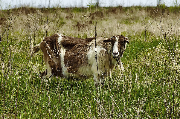 포토 JPG 해외이미지 동물 응시 포유류 자연 염소 친절 산 건조 털 사람없음 야외 초록색 컬러풀 농장 갈색 가축 봄 흰색 표현 신선 먹이 호기심 생물학 귀 기르기 동물상 불가리아 초식 해외202004 해외포토 시선 계절 교육 감정 컬러 컨셉 농업 신체부위 조형물 생태계 돌봄 파일형식 남유럽 이미지허브