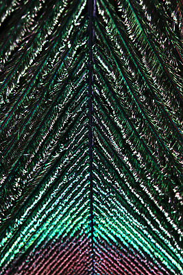 포토 JPG 해외이미지 백그라운드 자연 조류 사람없음 장식 컬러풀 우아함 공작 깃털 내추럴 해외202004 해외포토 동물 컬러 컨셉 생태계 파일형식 이미지허브