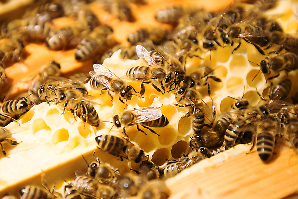 포토 JPG 해외이미지 동물 곤충 자연 사람없음 펼침 벌 젤리 꿀 벌집 밀랍 양봉 왁스 해외202004 해외포토 모션 디저트 생태계 파일형식 이미지허브