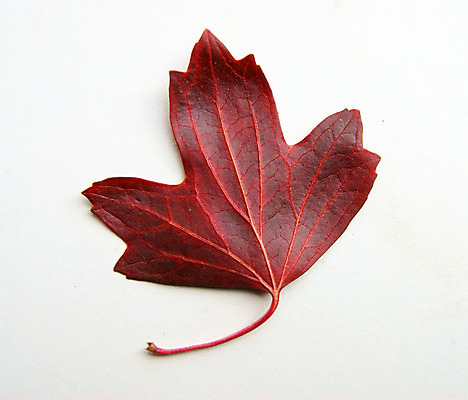 포토 JPG 해외이미지 나무 식물 계절 문화 백그라운드 잎 자연 건조 사람없음 빨간색 갈색 노란색 활발 할로윈 가을 흰색 황금 9월 11월 자르기 심볼 오브젝트 싱글 정맥 10월 고립 방법 노화 해외202004 해외포토 컬러 컨셉 모션 날짜 생태계 혈관 파일형식 이미지허브