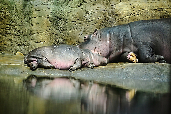 포토 JPG 해외이미지 동물 공원 호수 야생동물 백그라운드 신체 포유류 아프리카 자연 초식동물 동물원 서기 사람없음 야외 물 강 갈색 머리 젖음 분노 흰색 연못 오픈 입 황무지 위험 작음 큼 사파리 하마 케냐 턱 남쪽 내추럴 동물상 전국 해외202004 해외포토 자연요소 공공시설 감정 나라 컬러 컨셉 모션 신체부위 조형물 크기 방향 생태계 파일형식 이미지허브