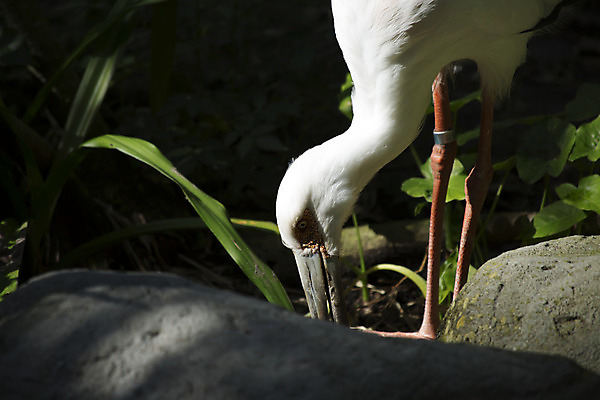 포토 JPG 해외이미지 동물 1 야생동물 백그라운드 자연 조류 종류 풍경 성인 사람없음 빨간색 물 여름 검은색 봄 젖음 흰색 시골 우아함 고독 습지 큼 깃털 사냥 부리 장면 멸종 서식지 내추럴 동물상 땅바닥 생태학 아마존 황새 해외202004 해외포토 자연요소 계절 교육 감정 컬러 컨셉 바닥 사람 조형물 크기 생태계 파일형식 이미지허브