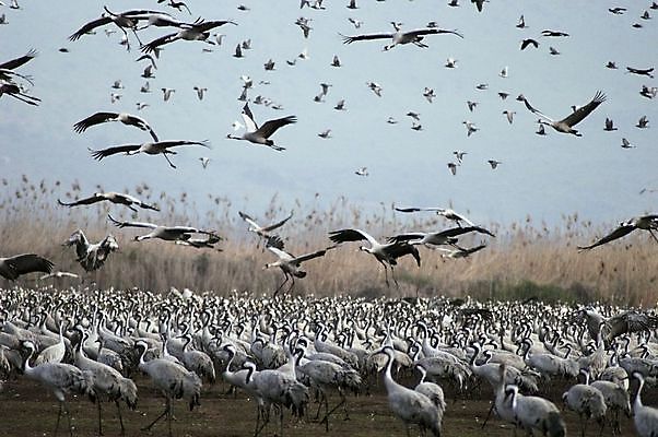 포토 JPG 해외이미지 동물 계절 호수 이동 날개 자연 조류 하늘 성공 새로움 생물 함께함 사람없음 야외 파란색 머리 평화 계곡 회색 가을 시골 그룹 중앙 깃털 기중기 부리 멸종 철새 동쪽 내추럴 동물상 이스라엘 착륙 해외202004 해외포토 컬러 컨셉 신체부위 조형물 중장비 방향 생태계 서아시아 파일형식 이미지허브