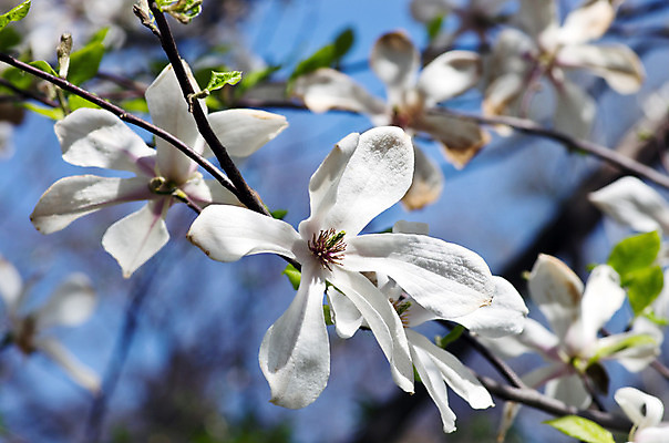 포토 JPG 해외이미지 나무 식물 계절 공원 꽃잎 꽃 길 선 분홍색 백그라운드 자연 하늘 부활절 사람없음 야외 파란색 머리 정원 보라색 봄 벚꽃 흰색 나뭇가지 신선 개화 4월 순수 오브젝트 원예 꽃가루 목련 내추럴 취급주의 해외202004 해외포토 공공시설 기념일 컬러 컨셉 경고 취미 신체부위 날짜 가루 생태계 파일형식 이미지허브
