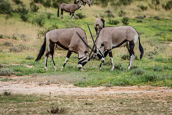 포토 JPG 해외이미지 동물 공원 야생동물 여행 포유류 아프리카 자연 초식동물 휴가 사슴 뿔 동물원 사람없음 야외 갈색 검은색 사막 흰색 황무지 보호 위험 사파리 싸움 영양 내추럴 가젤 나미비아 동물상 사바나 생태학 전국 해외202004 해외포토 공공시설 교육 나라 컬러 컨셉 모션 조형물 생태계 남아프리카 파일형식 이미지허브