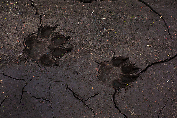 포토 JPG 해외이미지 동물 발 표시 사람없음 개 인쇄 발자국 트랙 육식동물 먼지 증거 진흙 발가락 늑대 발톱 선로 양발 자취 해외202004 해외포토 포유류 자국 신체부위 파일형식 이미지허브