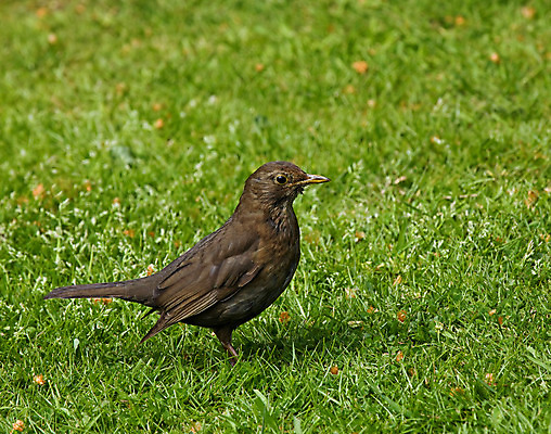 포토 JPG 해외이미지 계절 여자 유럽 음식 날개 자연 조류 엄마 잉글랜드 취미 사람없음 초록색 갈색 정원 검은색 봄 아기 둥지 5월 깃털 검색 부리 부화 계산서 서식스 해외202004 해외포토 동물 나라 컬러 가족 영국 사람 날짜 생태계 파일형식 이미지허브