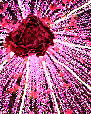 포토 JPG 해외이미지 나무 행복 분홍색 백그라운드 크리스마스 패턴 태국 새해 사람없음 장식 장미 축제 시간 날짜 큼 보케 블러 카운트다운 해외202004 해외포토 식물 기념일 꽃 감정 아시아 컬러 무늬 크기 파일형식 이미지허브