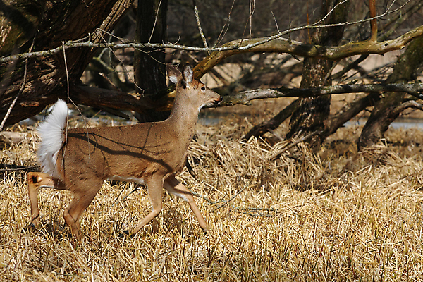 포토 JPG 해외이미지 나무 동물 계절 공원 야생동물 밭 포유류 자연 휴식 뿔 사람없음 야외 갈색 머리 쌓기 달러 흰색 나뭇가지 시골 숲 방목 바퀴자국 싱글 꼬리 사냥 귀 내추럴 동물상 아기사슴 암사슴 해외202004 해외포토 식물 공공시설 새끼 컬러 컨셉 돈 농업 자국 모션 사슴 신체부위 조형물 축산업 암컷 생태계 파일형식 이미지허브