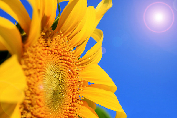 포토 JPG 해외이미지 백그라운드 하늘 해바라기 사람없음 노란색 활발 해외202004 해외포토 꽃 컬러 컨셉 파일형식 이미지허브