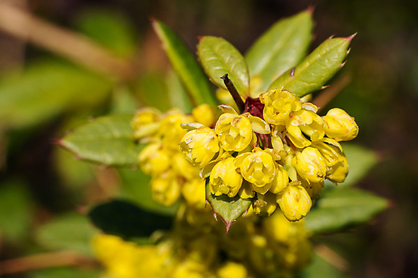 포토 JPG 해외이미지 식물 계절 꽃잎 꽃 잎 꽃무늬 자연 사람없음 야외 환경 정원 봄 성장 벚꽃 신선 개화 닫기 관목 생태계 원예 화단 내추럴 영원 해외202004 해외포토 나무 무늬 모션 취미 파일형식 이미지허브