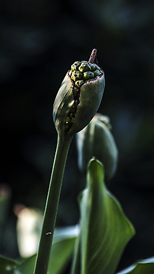 포토 JPG 해외이미지 식물 계절 꽃잎 꽃 실루엣 줄기 잎 자연 표면 날씨 친절 선물 사랑 취미 사람없음 물 컬러풀 평화 정원 힘 봄 활발 습기 다양 에너지 자유 성장 시골 인사 신선 개화 수분 순수 원예 꽃가루 부드러움 꿀 정맥 기후변화 영양분 완전 해외202004 해외포토 자연요소 감정 컬러 다수 컨셉 촬영기법 예절 감각 변화 가루 생태계 혈관 파일형식 이미지허브