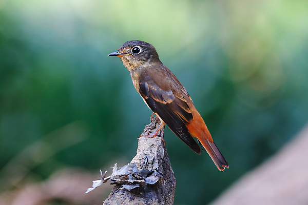 포토 JPG 해외이미지 나무 동물 여자 남자 아시아 얼굴 야생동물 백그라운드 날개 자연 조류 사람없음 야외 목재 가로 초록색 컬러풀 머리 환경 나뭇가지 막대기 닫기 숲 깃털 꼬리 부리 서식지 생태학 이국적 해외202004 해외포토 식물 교육 나라 컬러 재료 모션 사람 신체부위 생태계 파일형식 이미지허브