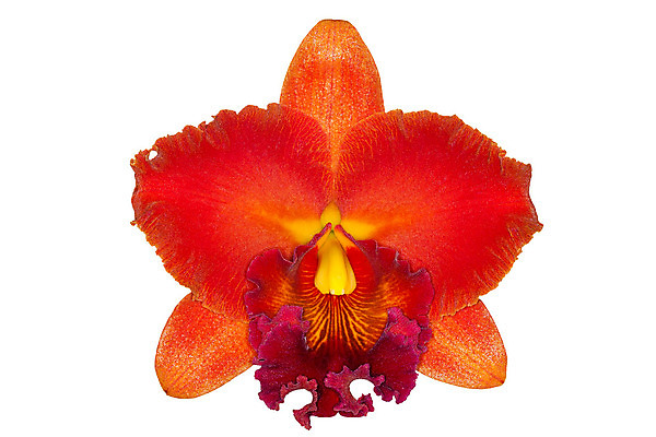 포토 JPG 해외이미지 기념일 꽃잎 꽃 포스터 줄기 분홍색 꽃다발 백그라운드 이벤트 사람없음 장식 여름 컬러풀 노란색 머리 평화 보라색 스파 봄 활발 벚꽃 흰색 나뭇가지 신선 난초 우아함 큼 제비꽃 싱글 유기농 심플 호접란 여왕 고립 해외202004 해외포토 나무 식물 웰빙 계절 컬러 컨셉 신체부위 크기 파일형식 이미지허브