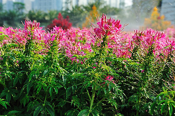 포토 JPG 해외이미지 식물 꽃 백그라운드 잎 꽃무늬 자연 사람없음 초록색 물 여름 정원 젖음 개화 원예 분무기 고립 해외202004 해외포토 자연요소 계절 컬러 무늬 취미 생태계 파일형식 이미지허브