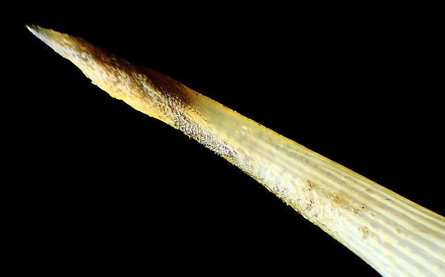 포토 JPG 해외이미지 계절 백그라운드 포유류 현미경 사람없음 울타리 갈색 검은색 회색 최고 못 가시 보호 작음 먹기 질감 날카로움 고슴도치 수유 차단 해외202004 해외포토 동물 컬러 컨셉 모션 실험기구 담장 공구 크기 파일형식 이미지허브