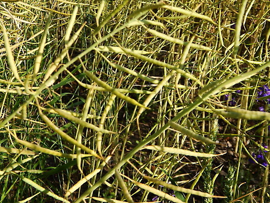 포토 JPG 해외이미지 식물 음식 잎 토마토 채소 과일 자연 딸기 바람 건강 사람없음 빨간색 초록색 농장 정원 봄 성장 신선 인도인 유기농 묘목 해외202004 해외포토 자연요소 외국인 나무 웰빙 계절 컬러 농업 날씨 동양인 생태계 파일형식 이미지허브